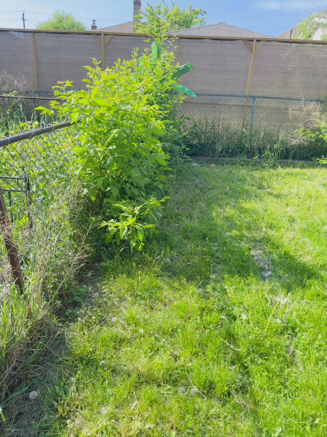 Grass cutting