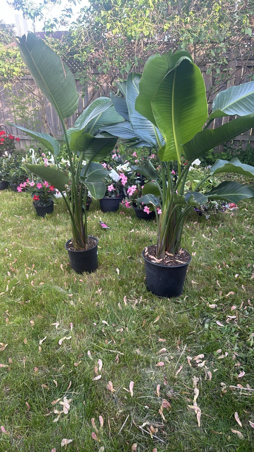 Bird of Paradise Plant - photo 3