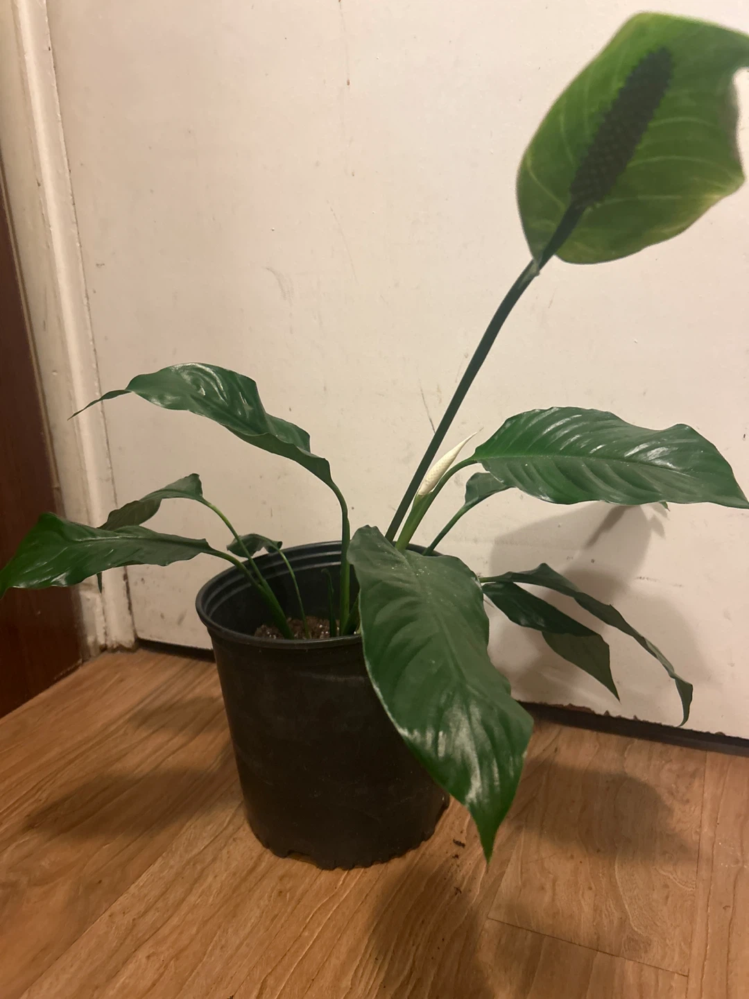 Potted Peace Lily Plant