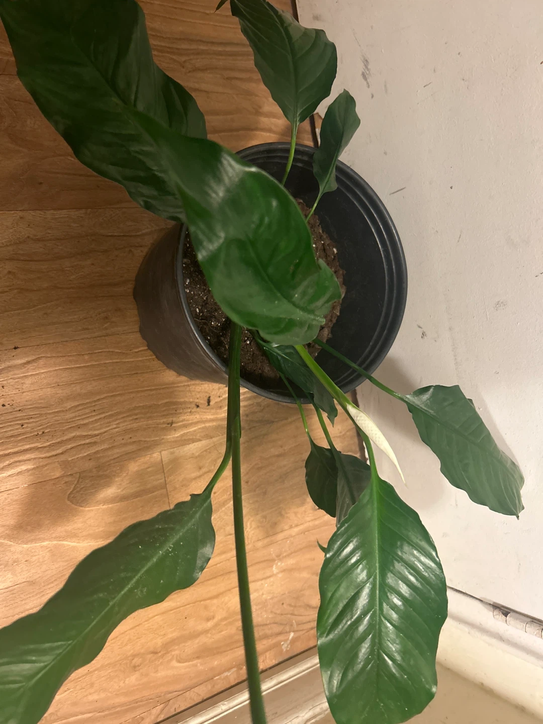 Potted Peace Lily Plant - photo 2