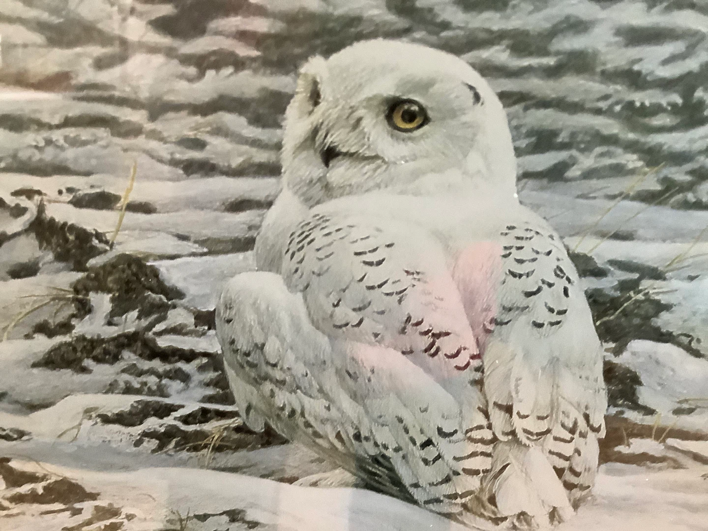 Robert Bateman’s “Plowed Field - Snowy Owl” in a Copper Frame 🐞 - photo 3
