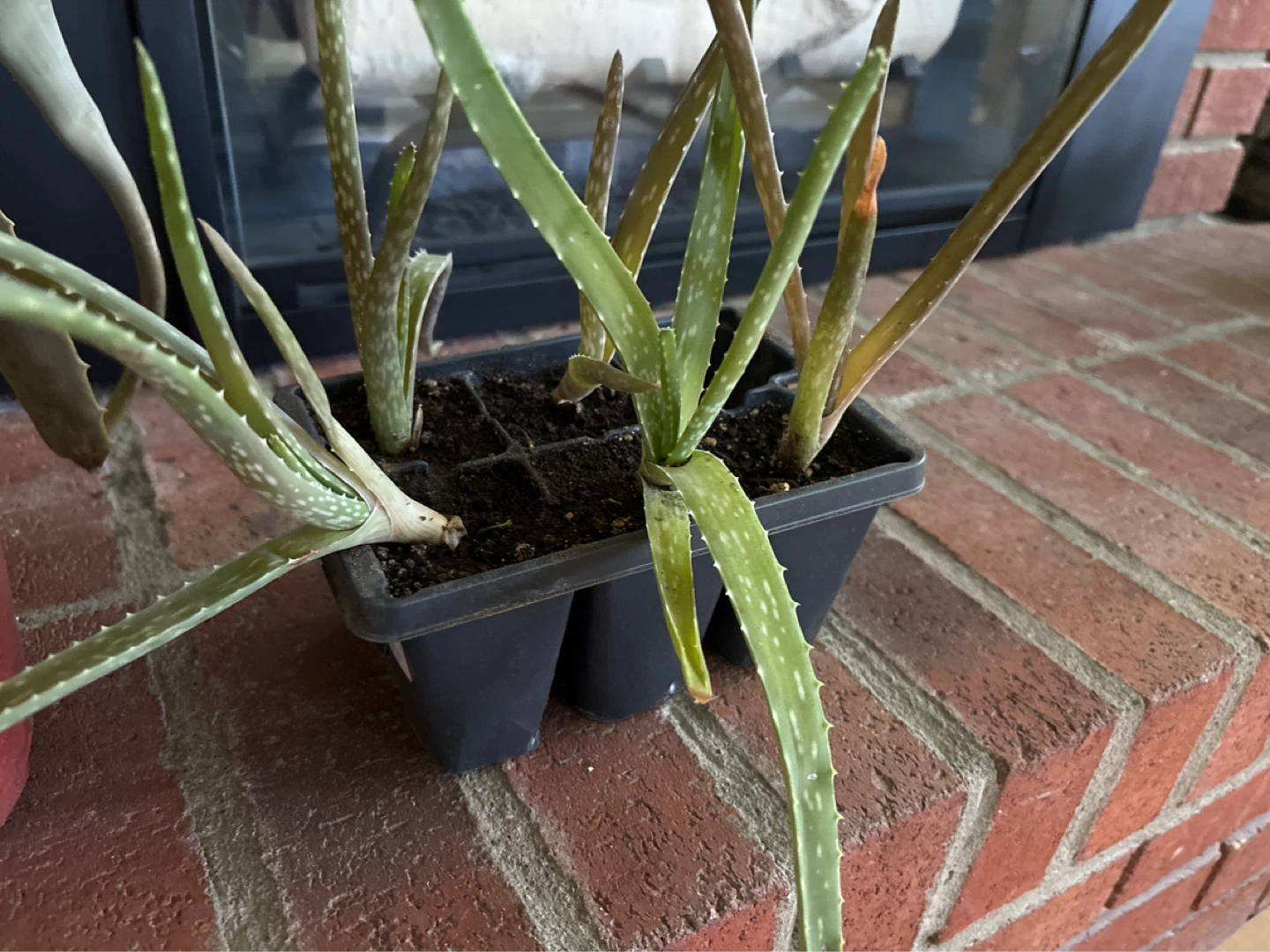 Aloe Vera Plants in 4-Cell Pack - photo 2