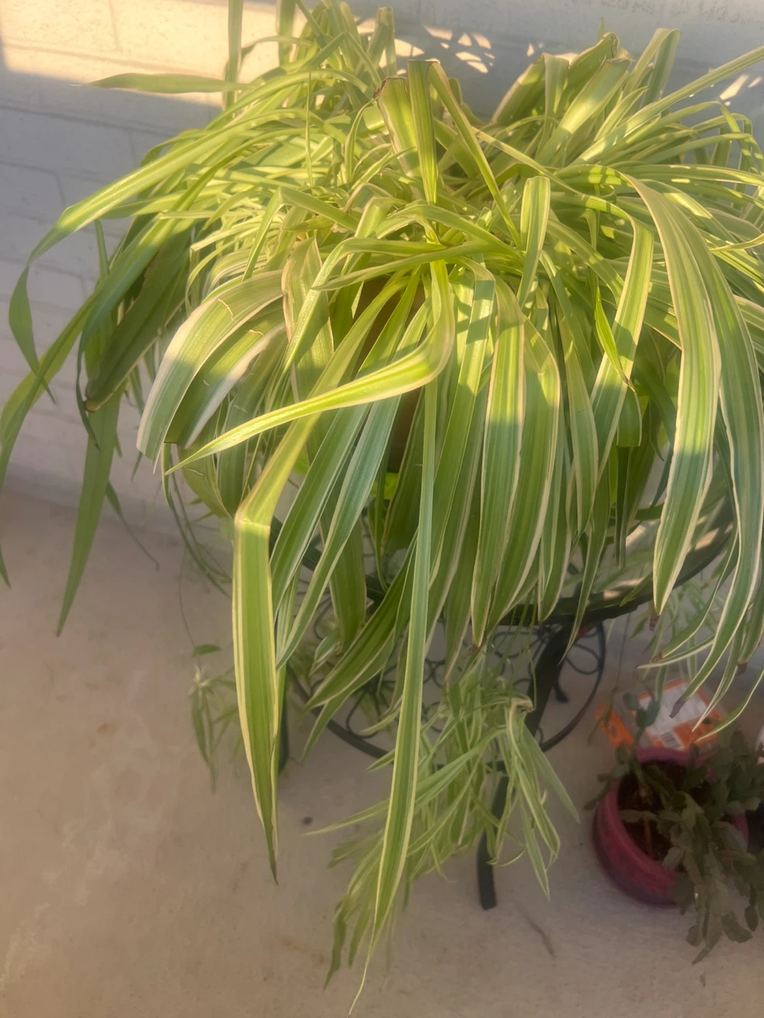 Spider Plant (Chlorophytum comosum)