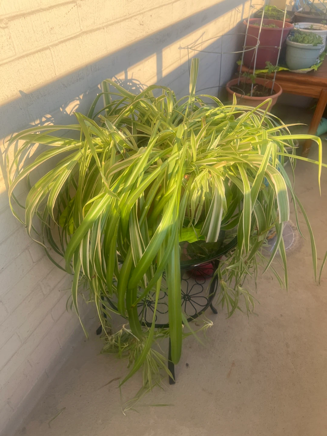 Spider Plant (Chlorophytum comosum) - photo 2