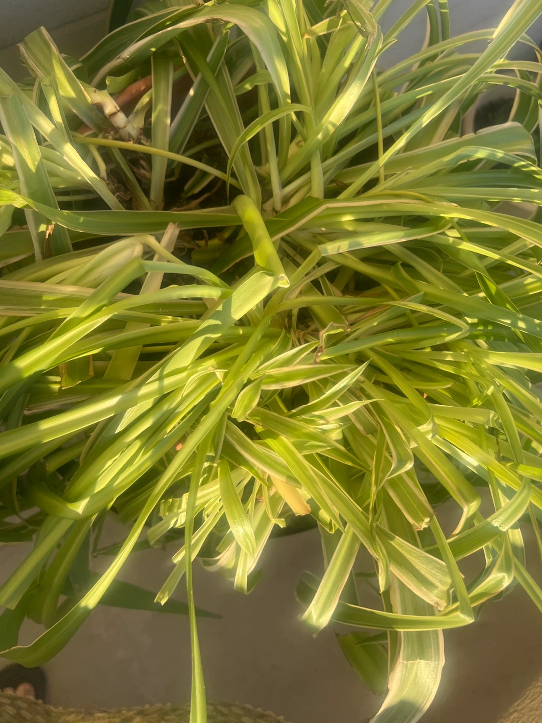 Spider Plant (Chlorophytum comosum) - photo 3