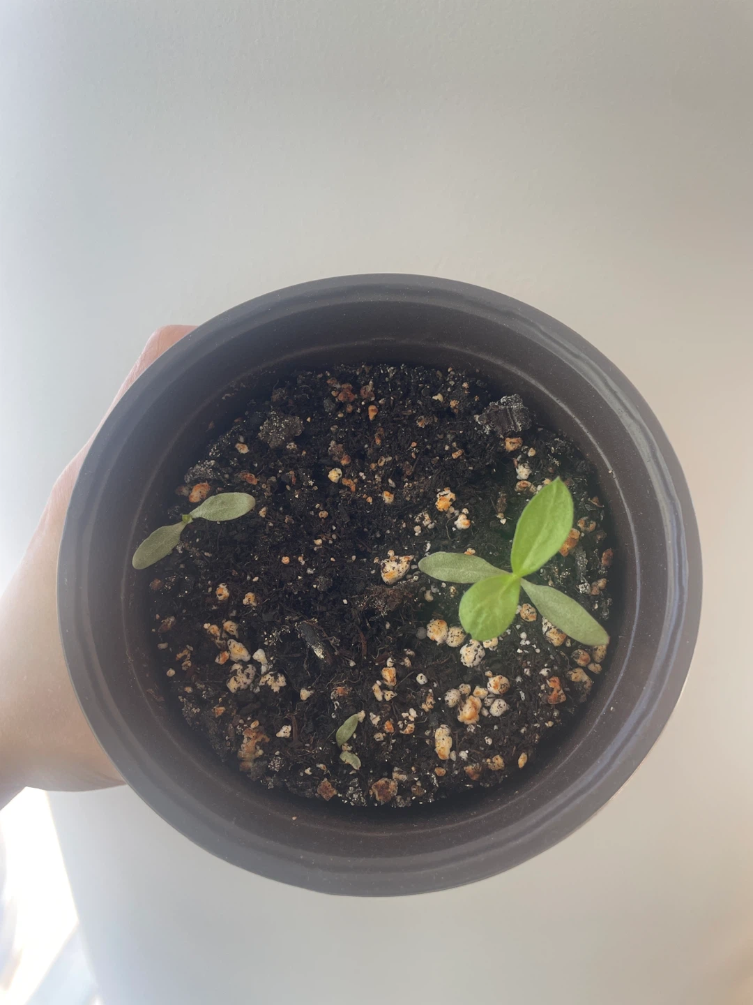 Gomphrena/Globe Amaranth flower seedlings