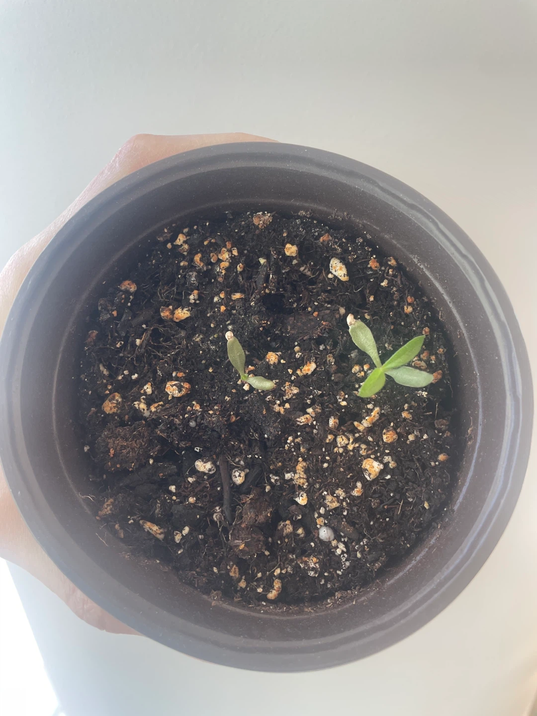 Gomphrena/Globe Amaranth flower seedlings - photo 2