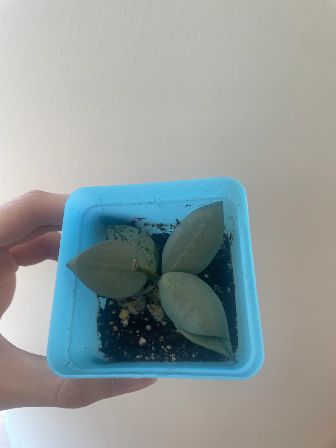 Hoya Krohniana Super Silver rooted