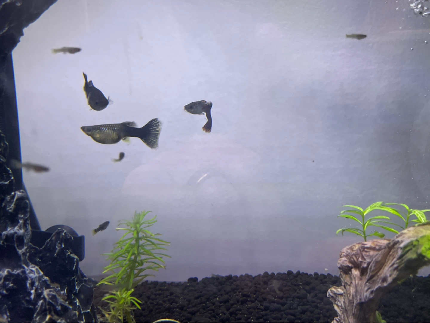 Live Guppies for Aquarium