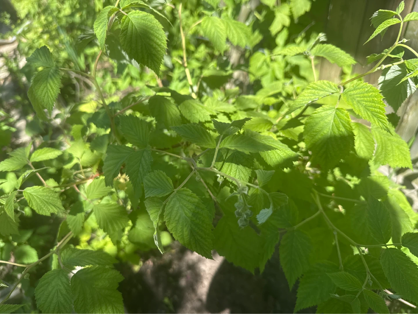 Raspberry plants in pots