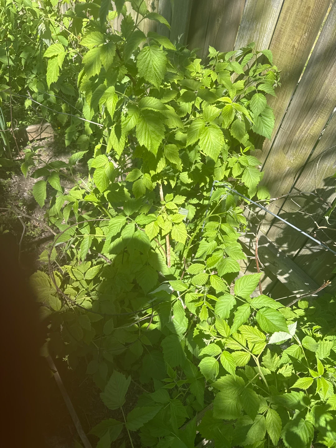 Raspberry plants in pots - photo 2