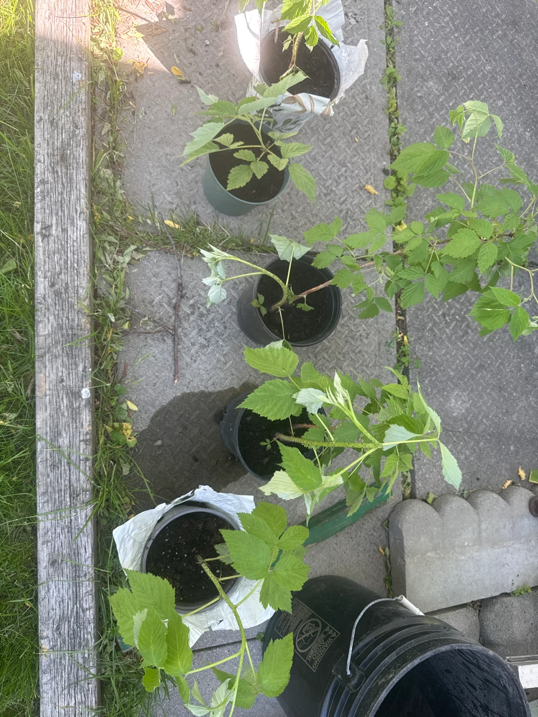 Raspberry plants in pots - photo 3