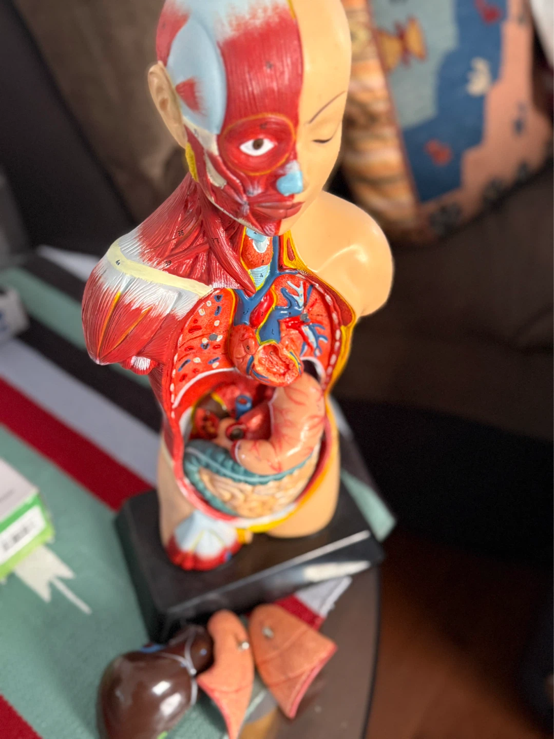 Anatomical Model Torso Bust