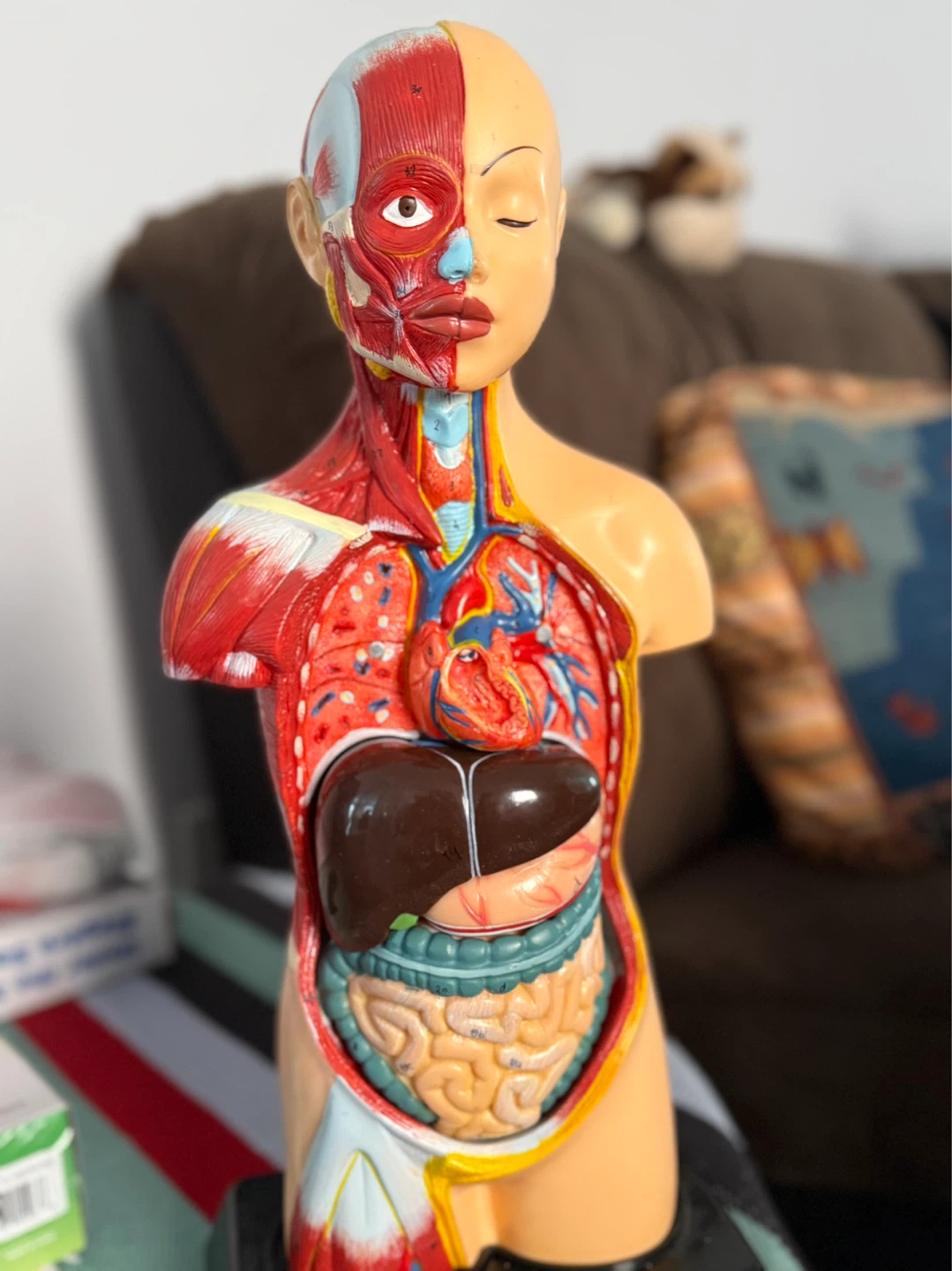 Anatomical Model Torso Bust - photo 2