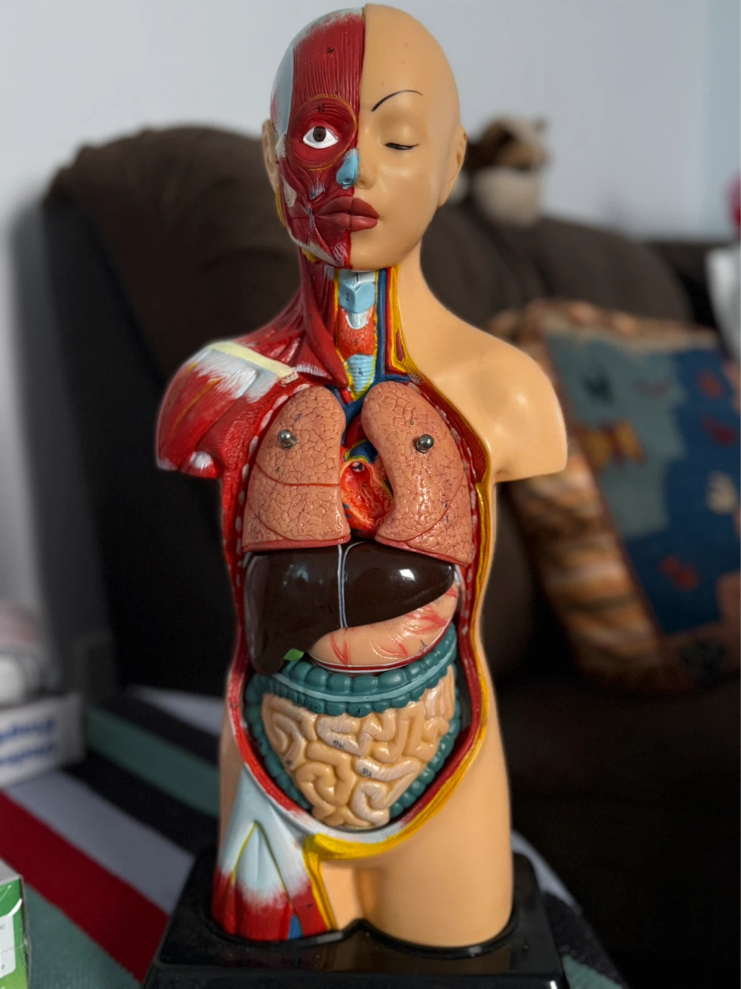 Anatomical Model Torso Bust - photo 4