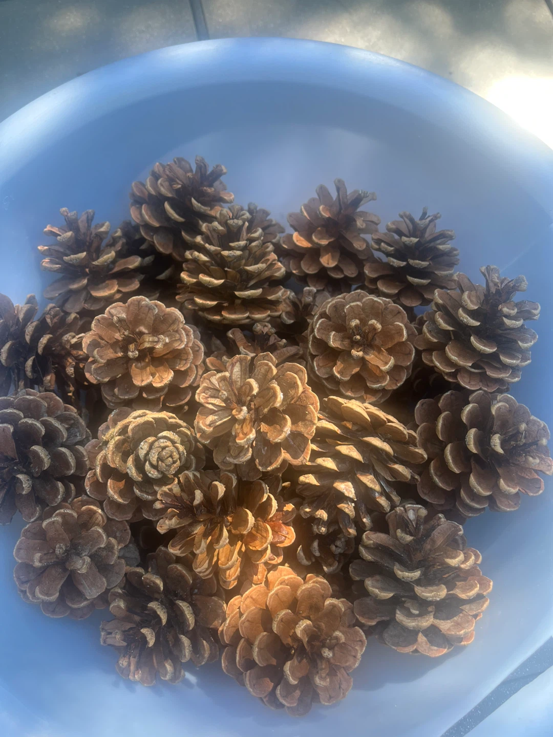 Natural Pinecones for Decor