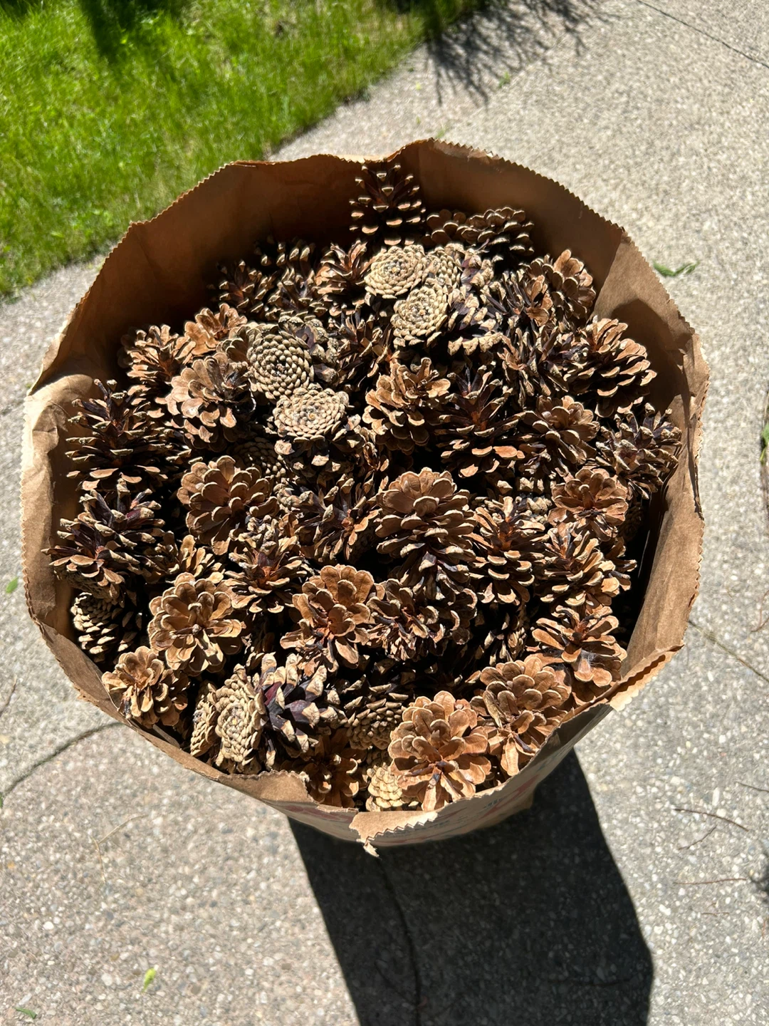 Bag of Pine Cones