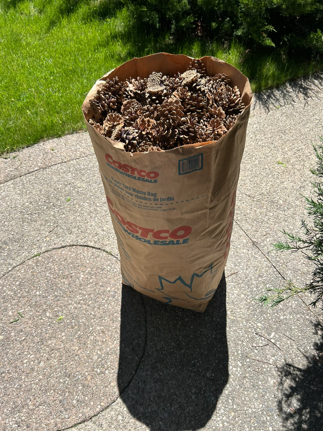 Bag of Pine Cones - photo 2