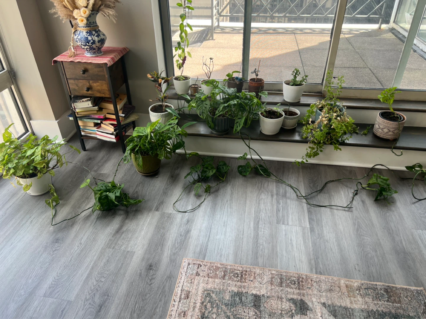 Assorted Potted Plants
