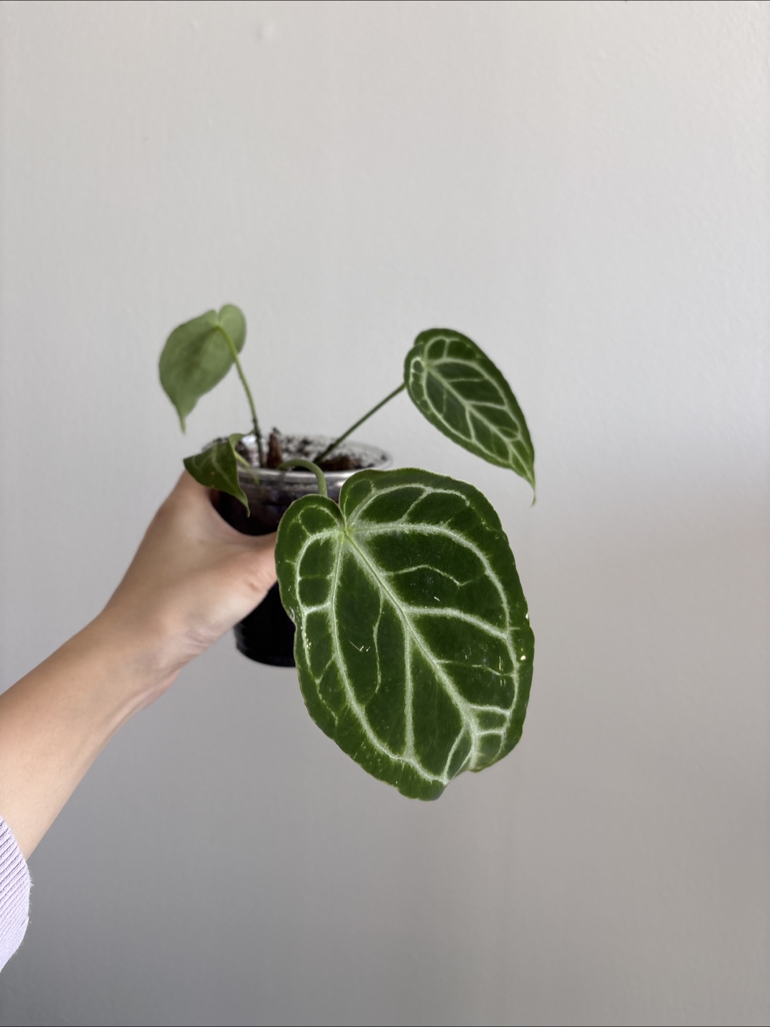 Anthurium Crystal Black small plant