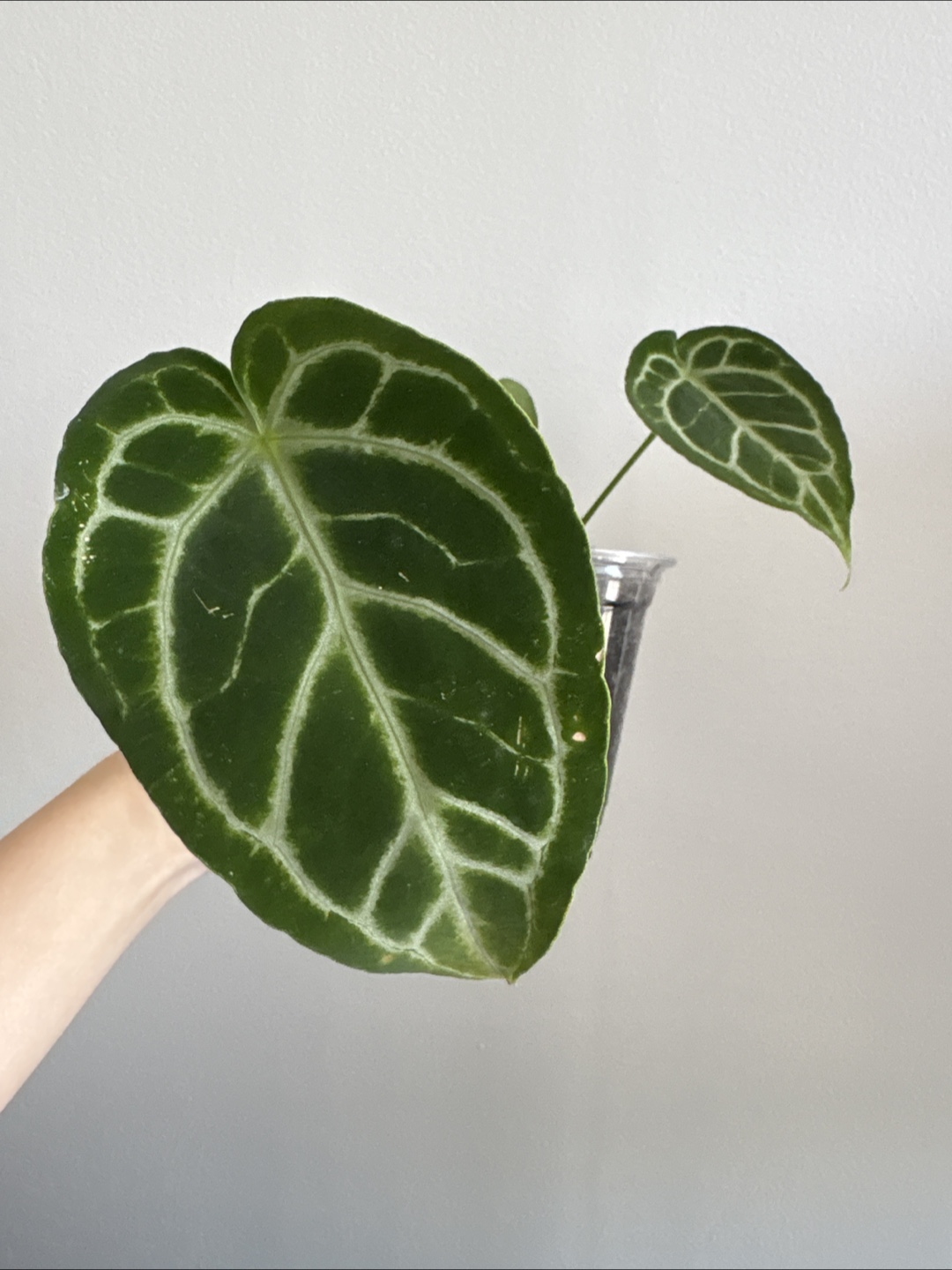Anthurium Crystal Black small plant - photo 3