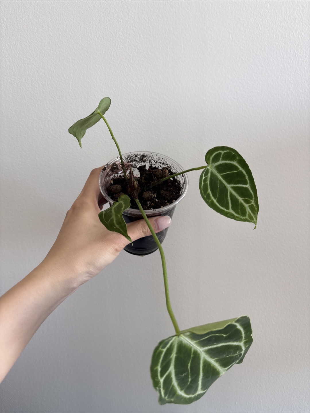 Anthurium Crystal Black small plant - photo 2