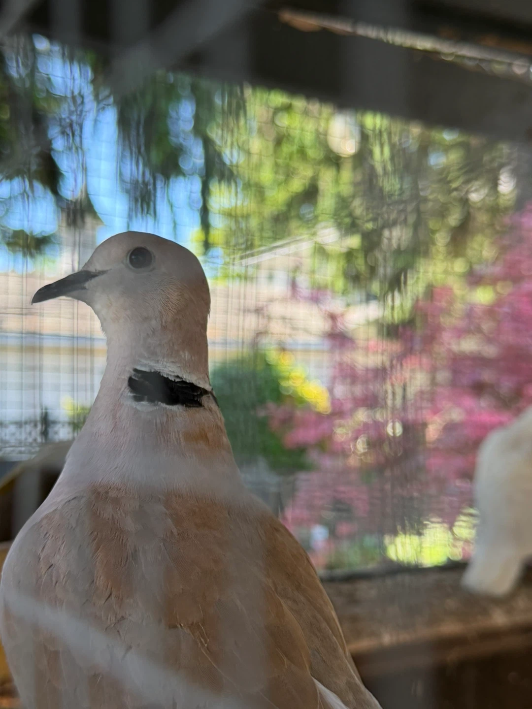 Doves - photo 2
