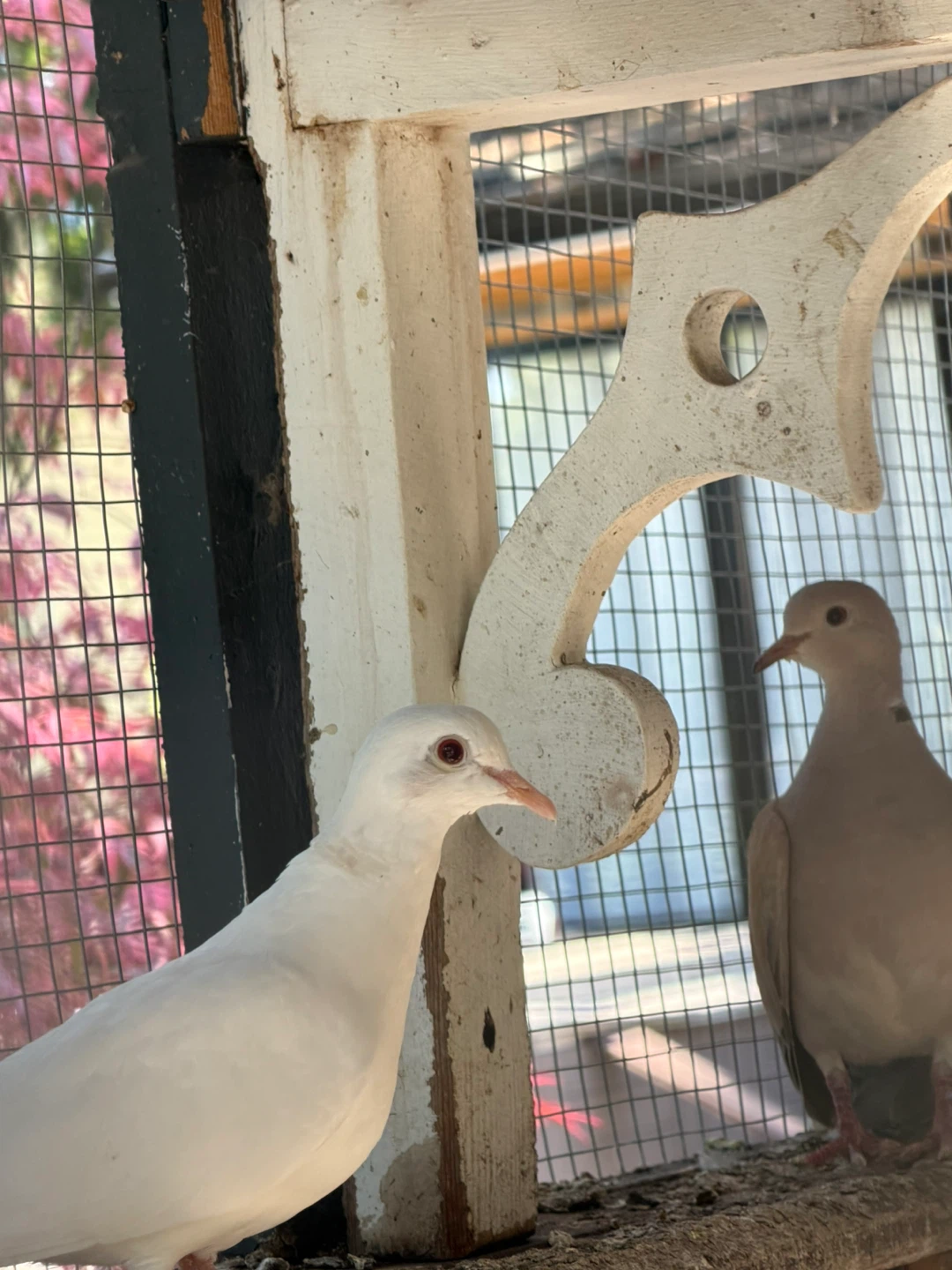 Doves