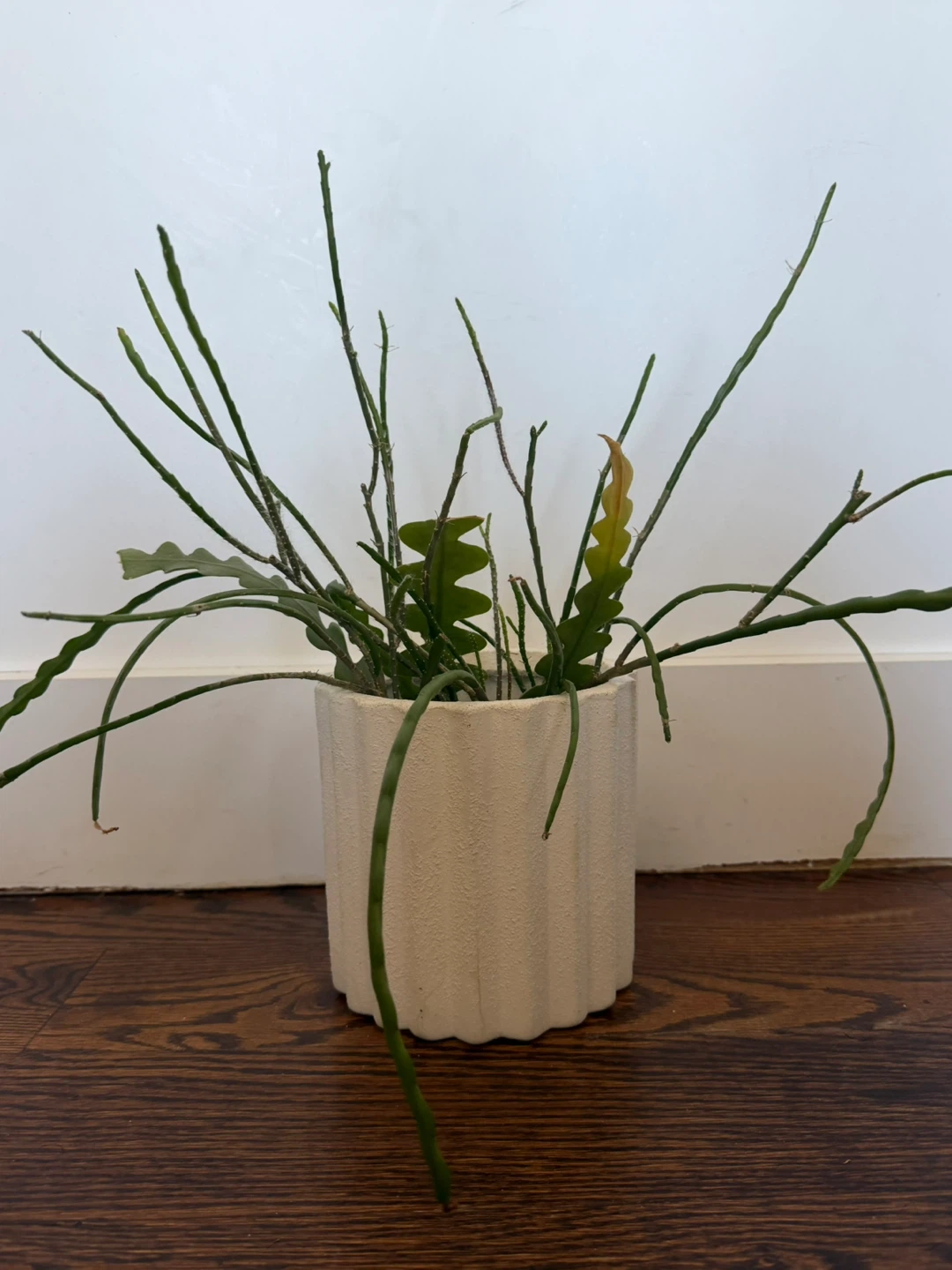 Ceramic Pot with Plant