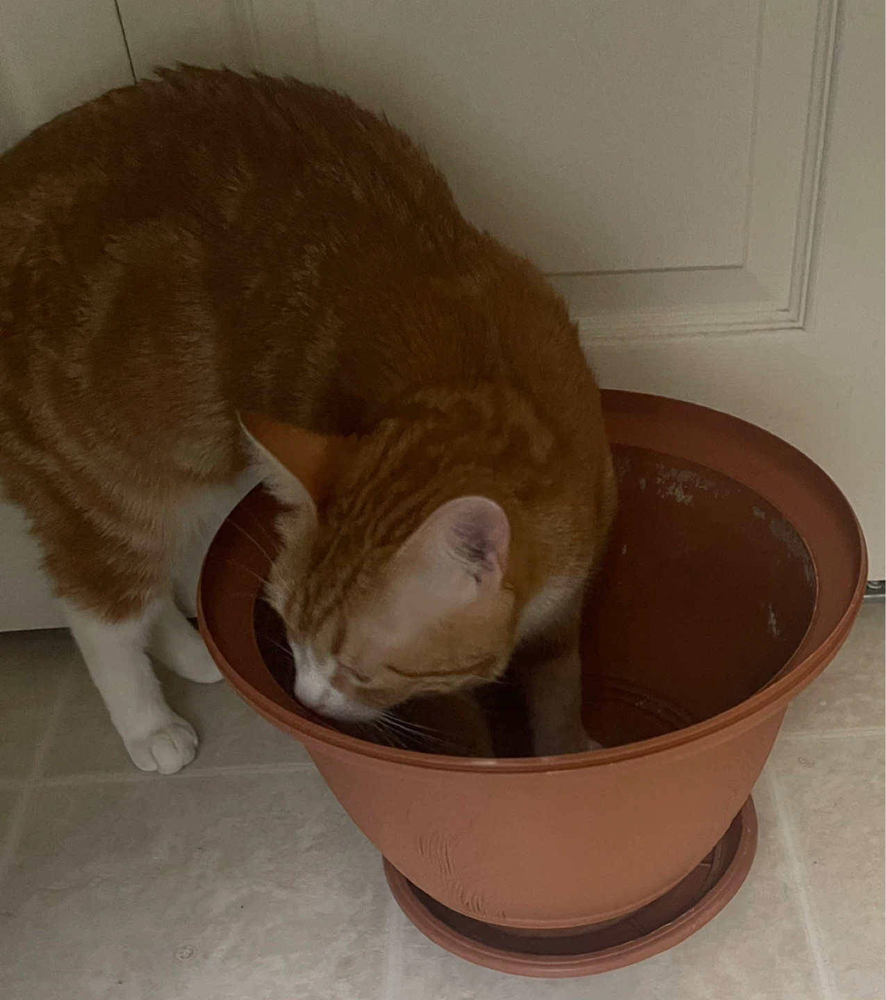 Terracotta coloured plant pot with saucer - photo 4