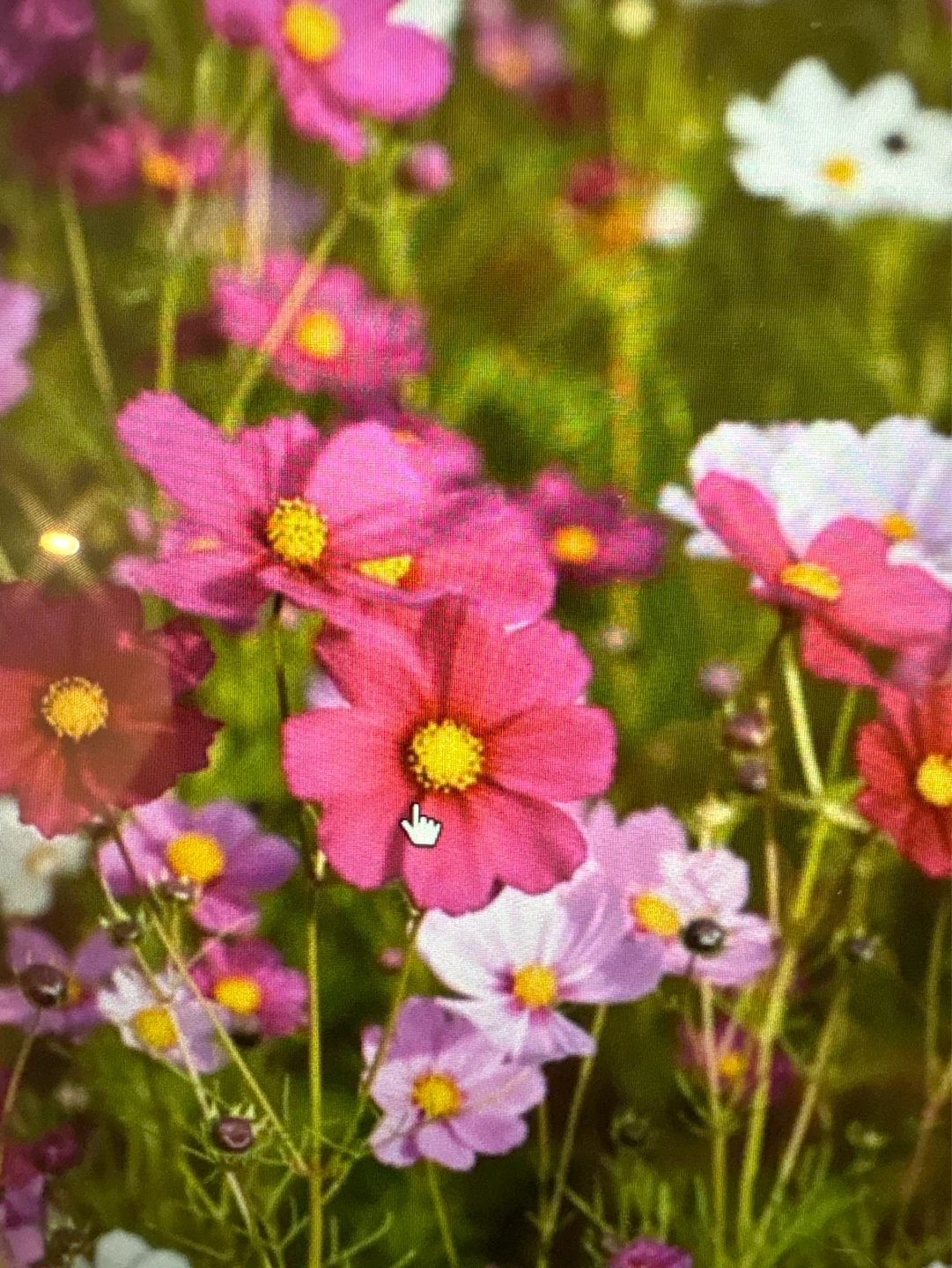 Cosmos Plant Seedlings