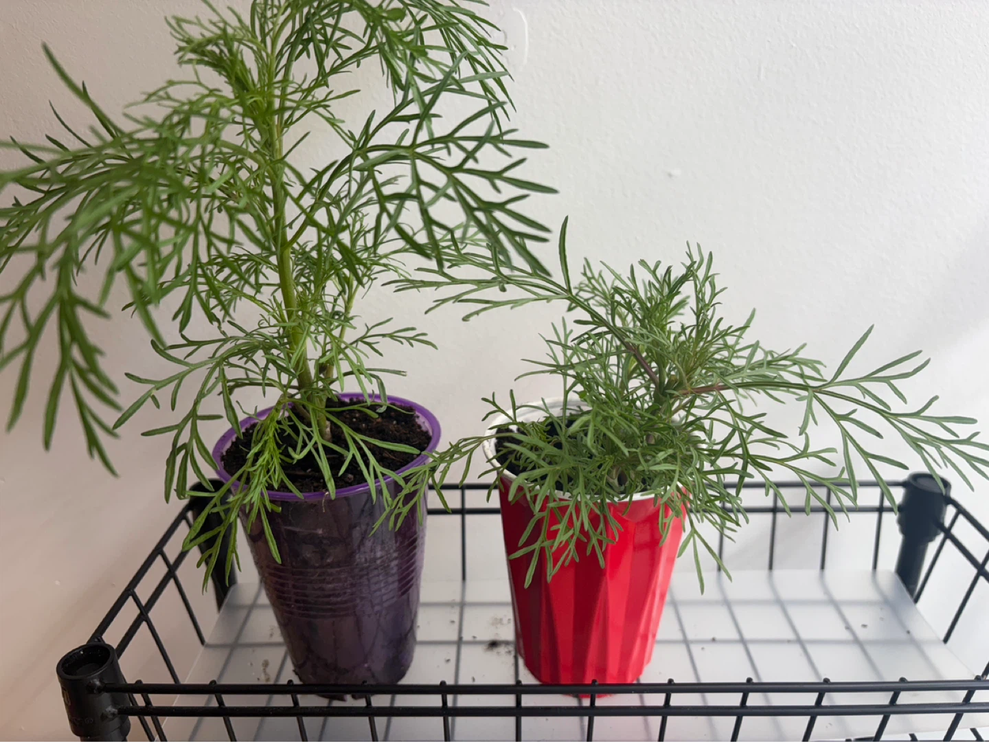 Cosmos Plant Seedlings - photo 2