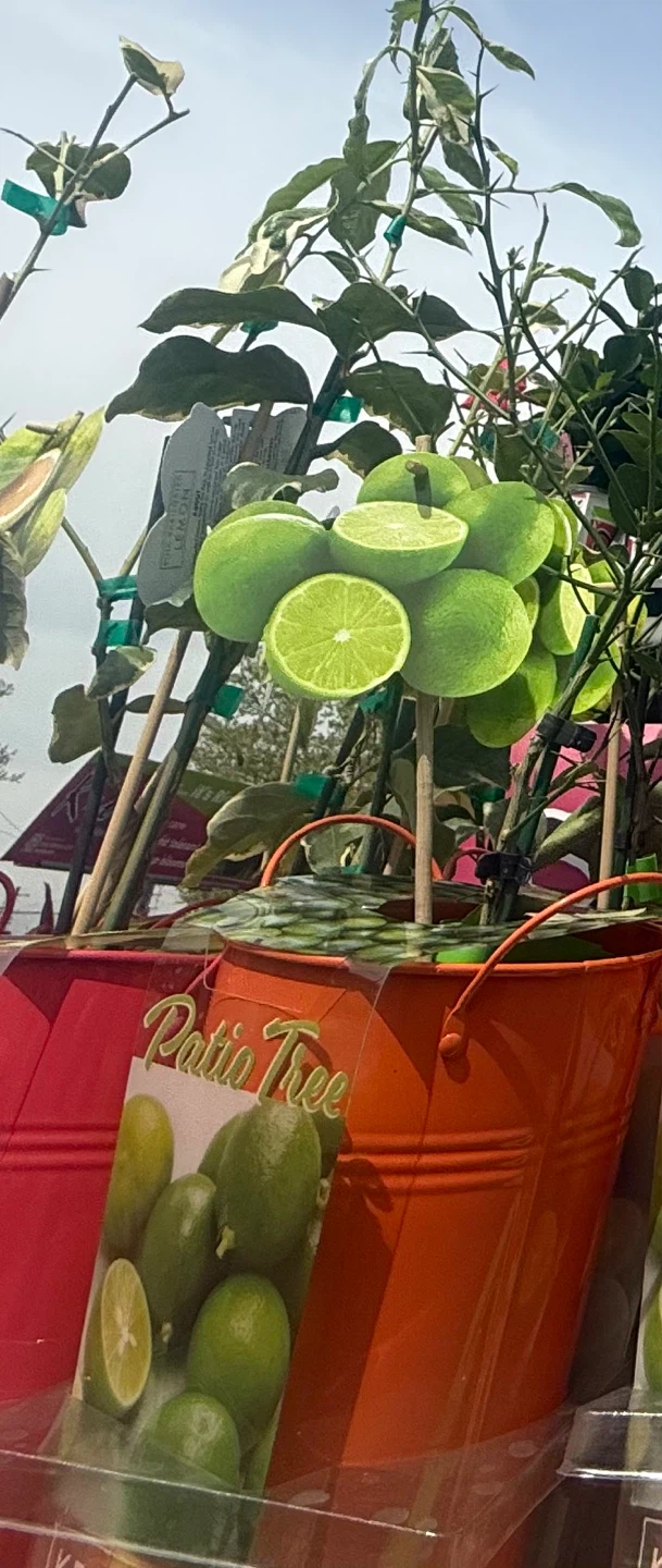 Live Lime Patio Tree