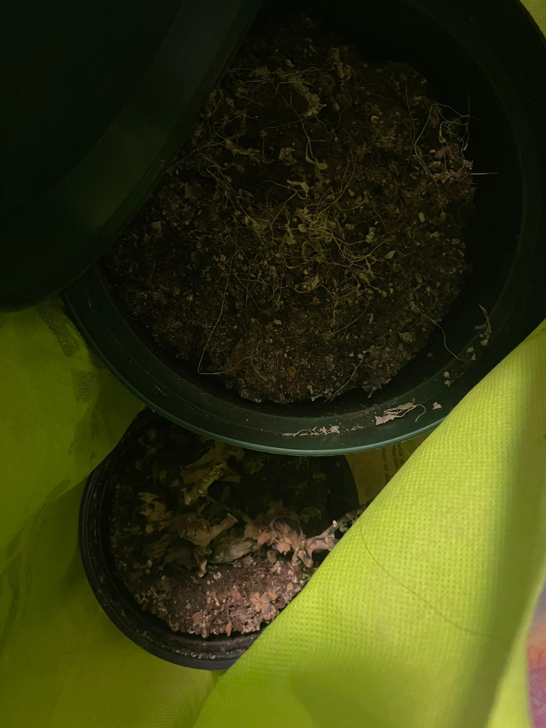 Plant pots with soil from plastics 3x