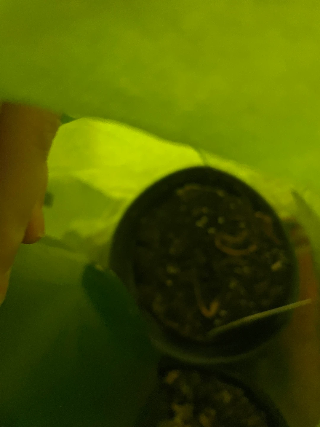 Plant pots with soil from plastics 3x - photo 3
