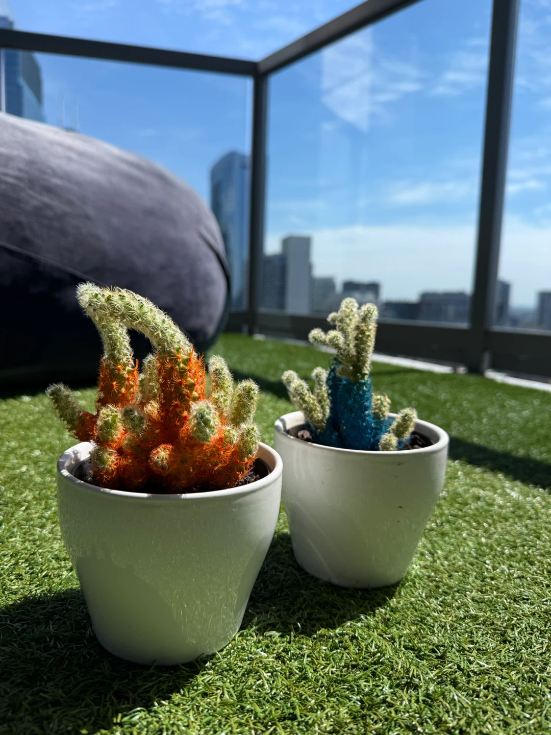 Two Potted Cacti