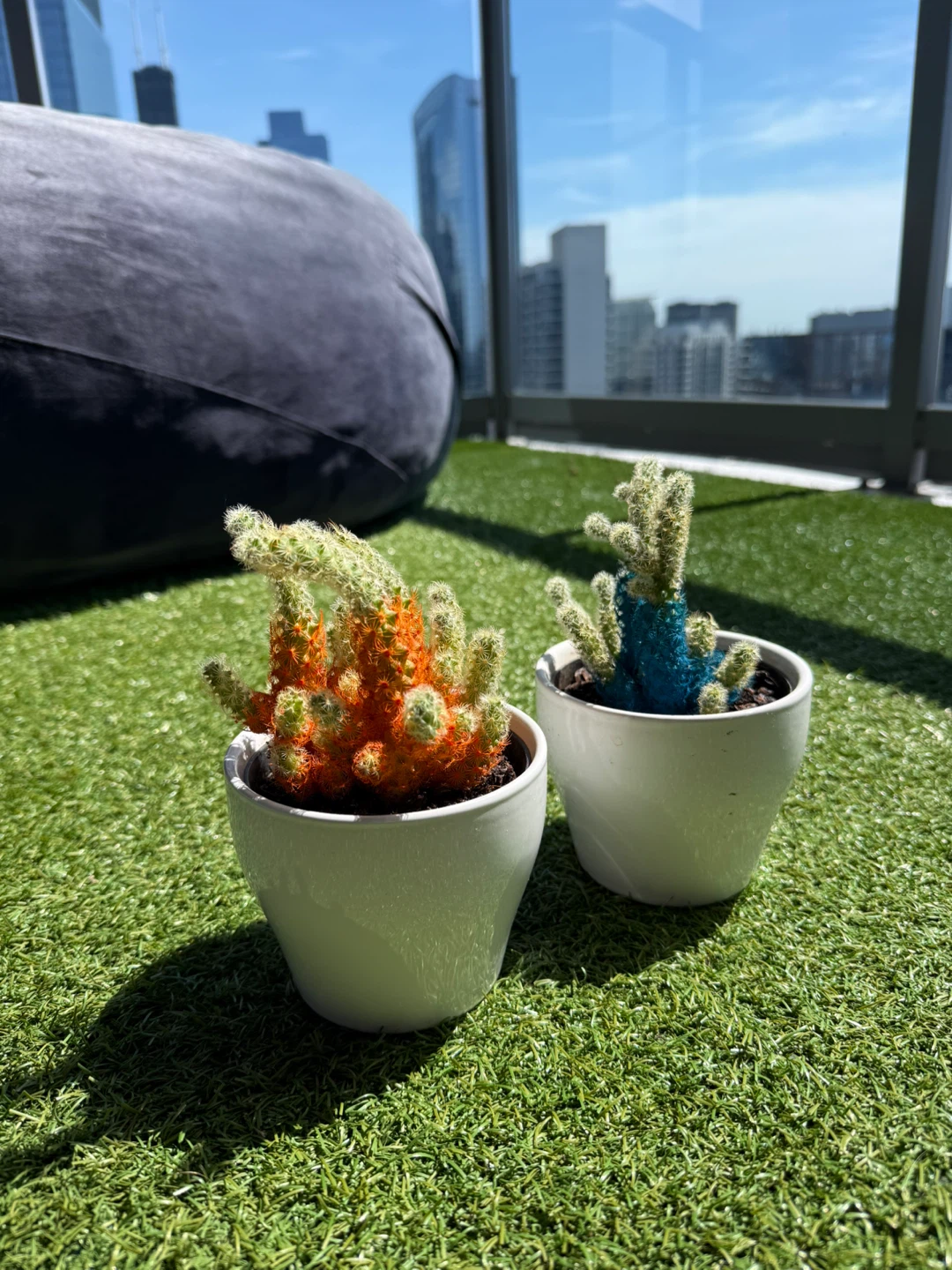 Two Potted Cacti - photo 2
