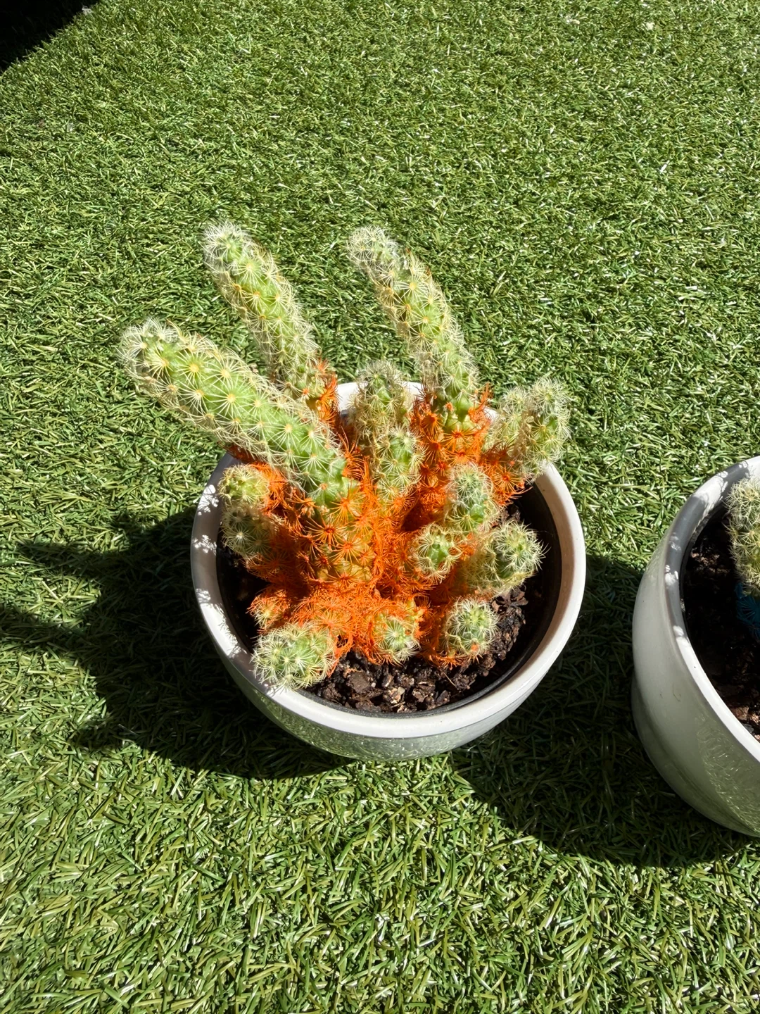 Two Potted Cacti - photo 3