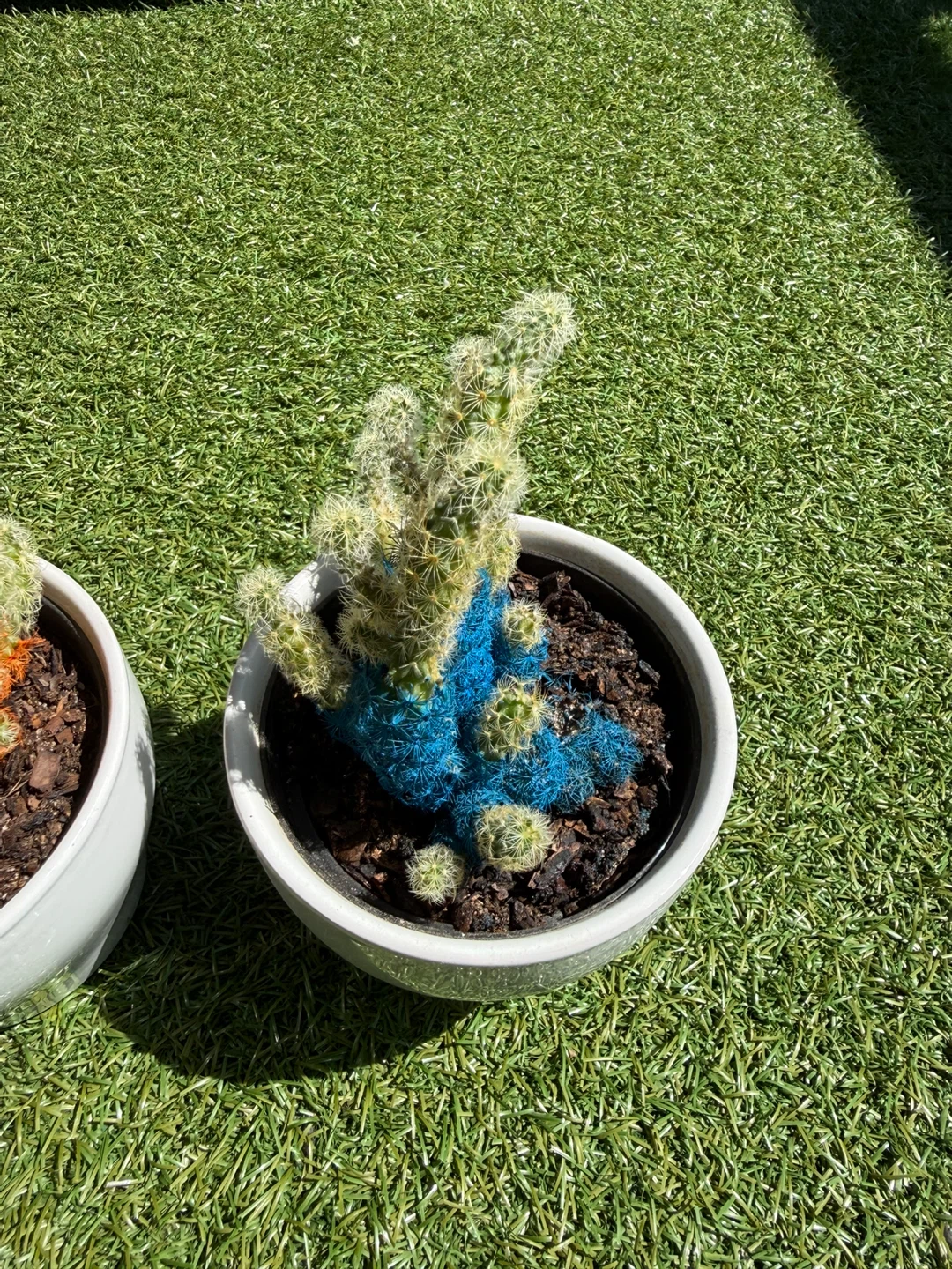 Two Potted Cacti - photo 4