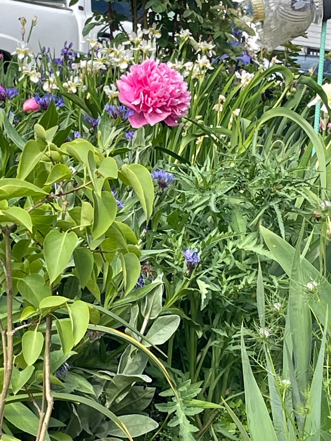 Mixed Iris and Peony Flowers - photo 4