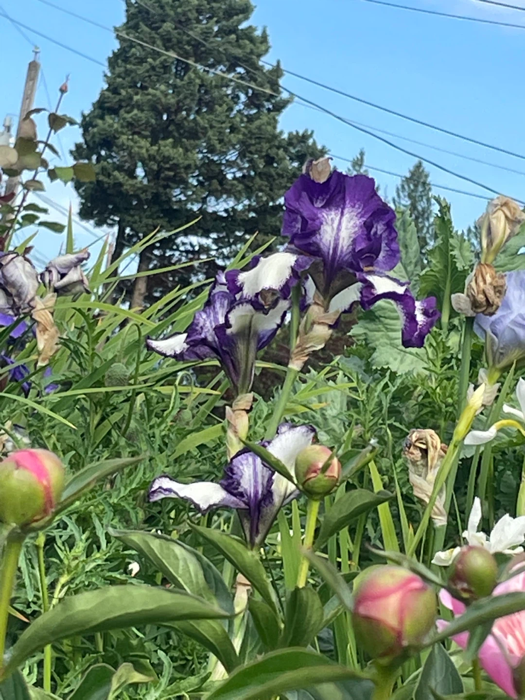 Mixed Iris and Peony Flowers - photo 2