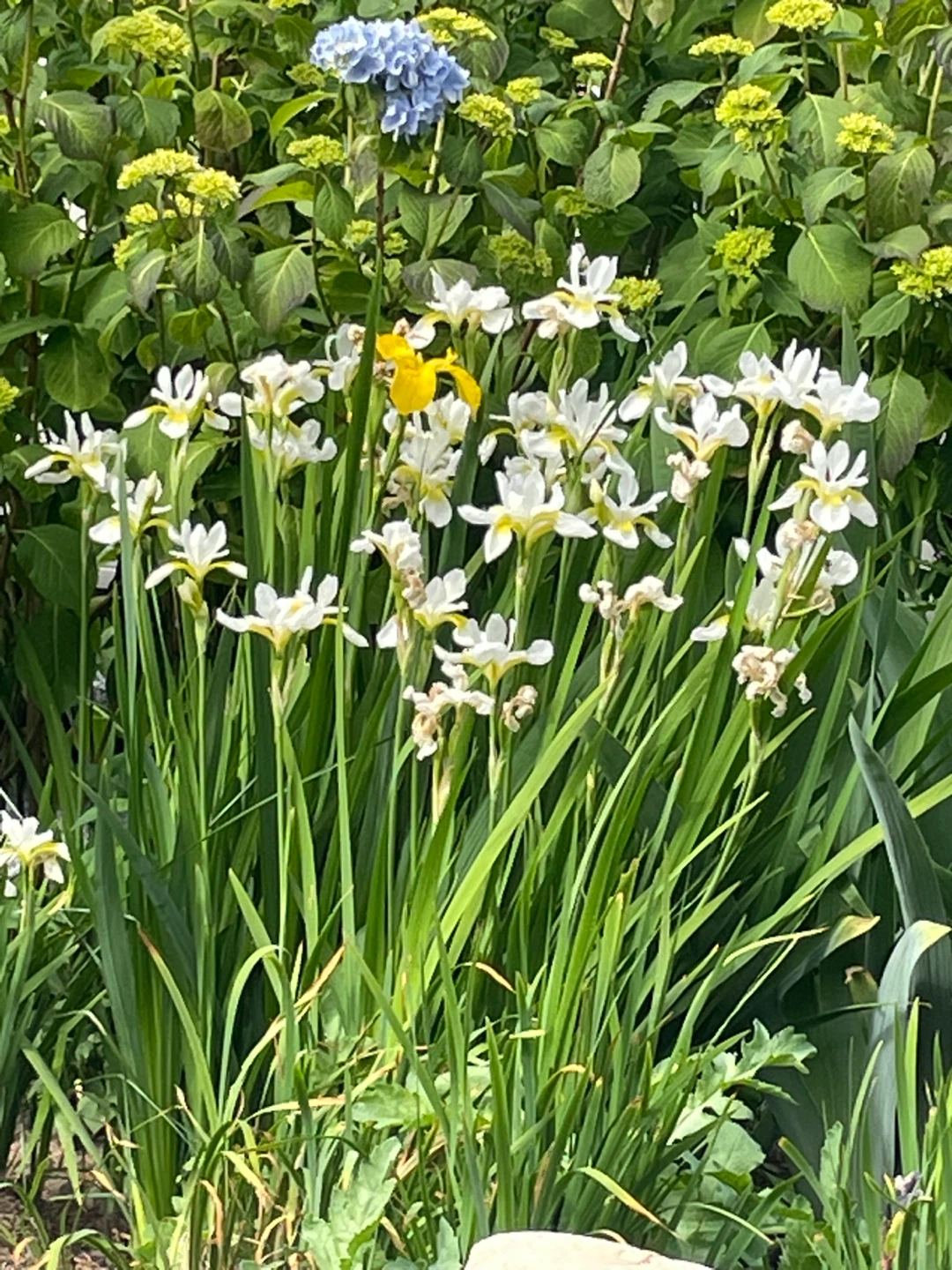 Mixed Iris and Peony Flowers - photo 3