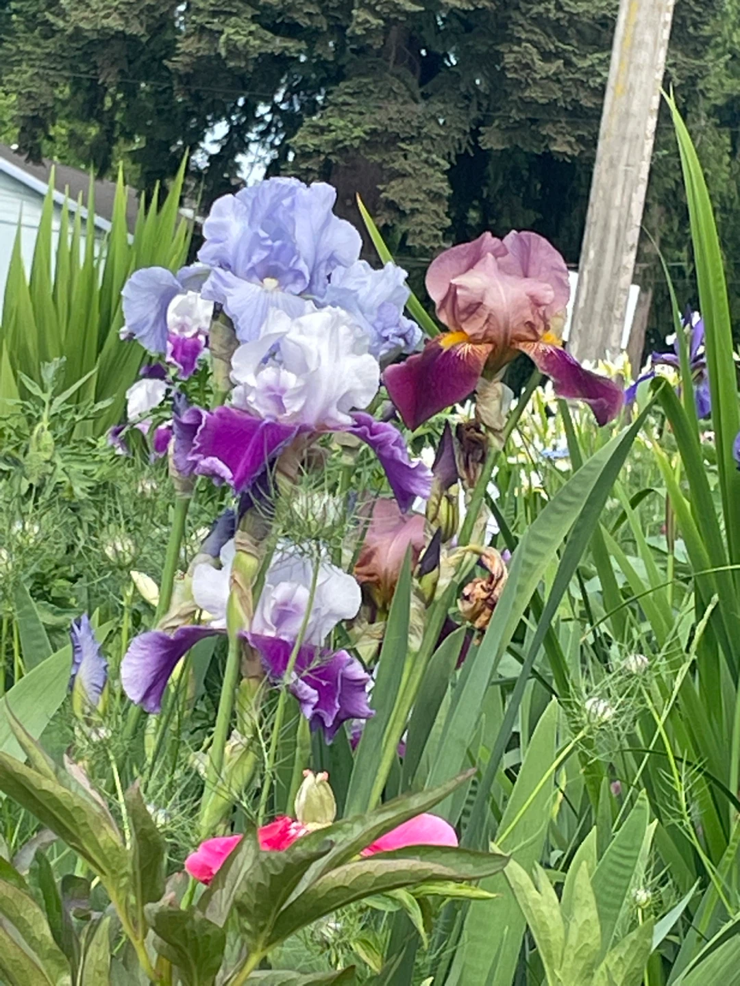 Mixed Iris and Peony Flowers