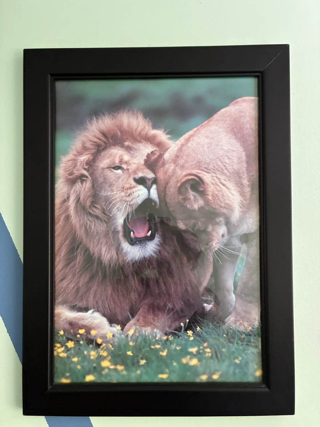 Framed Animal Art Prints - photo 2