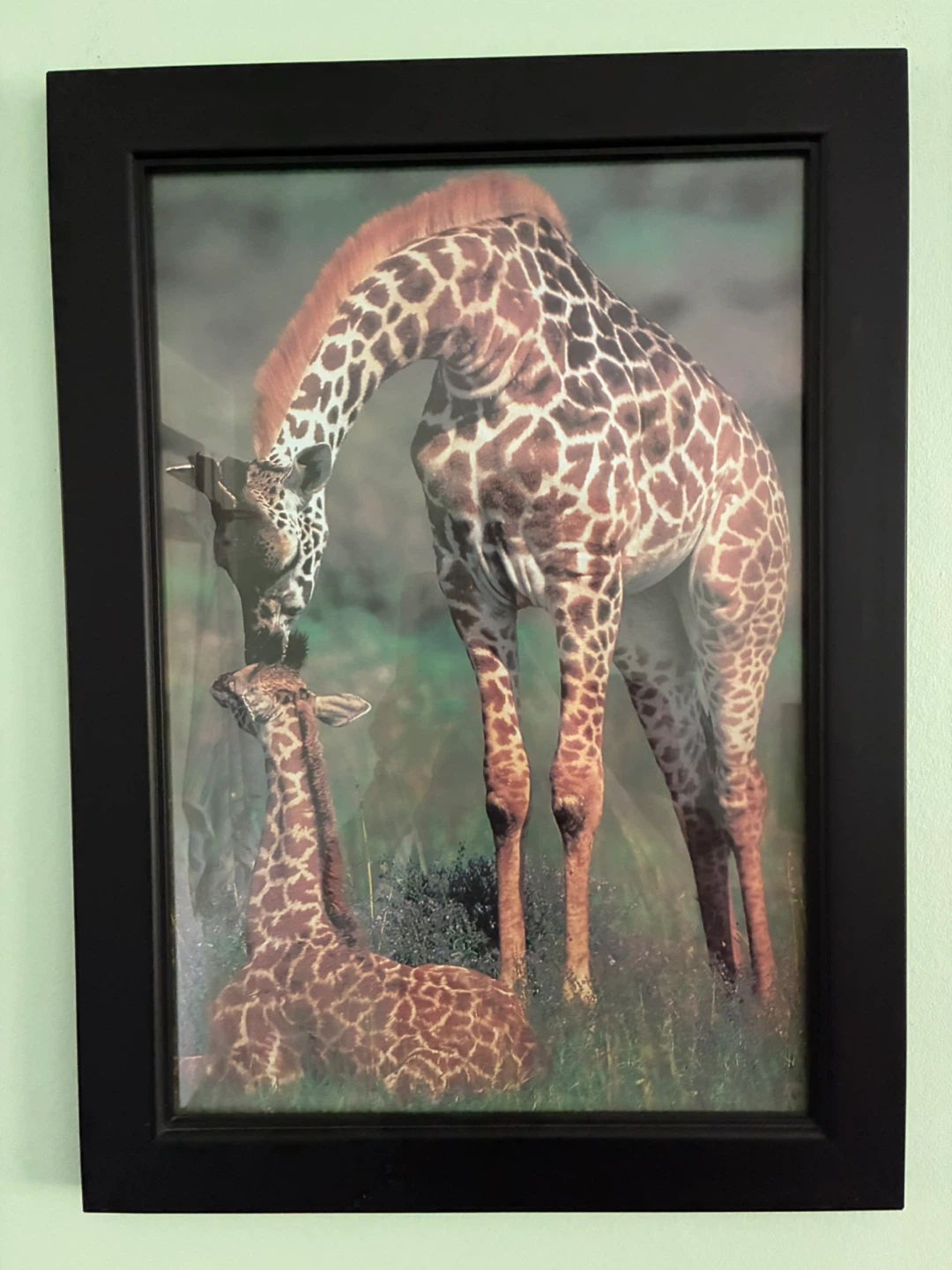 Framed Animal Art Prints