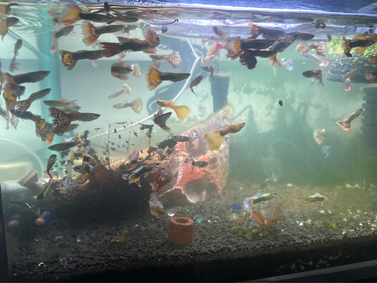 Mixed Guppies and Tiger Barbs Aquarium Fish - photo 3