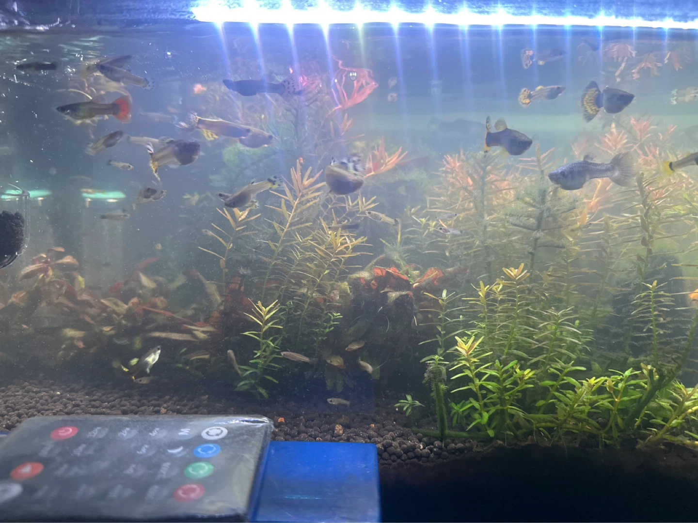 Mixed Guppies and Tiger Barbs Aquarium Fish - photo 2