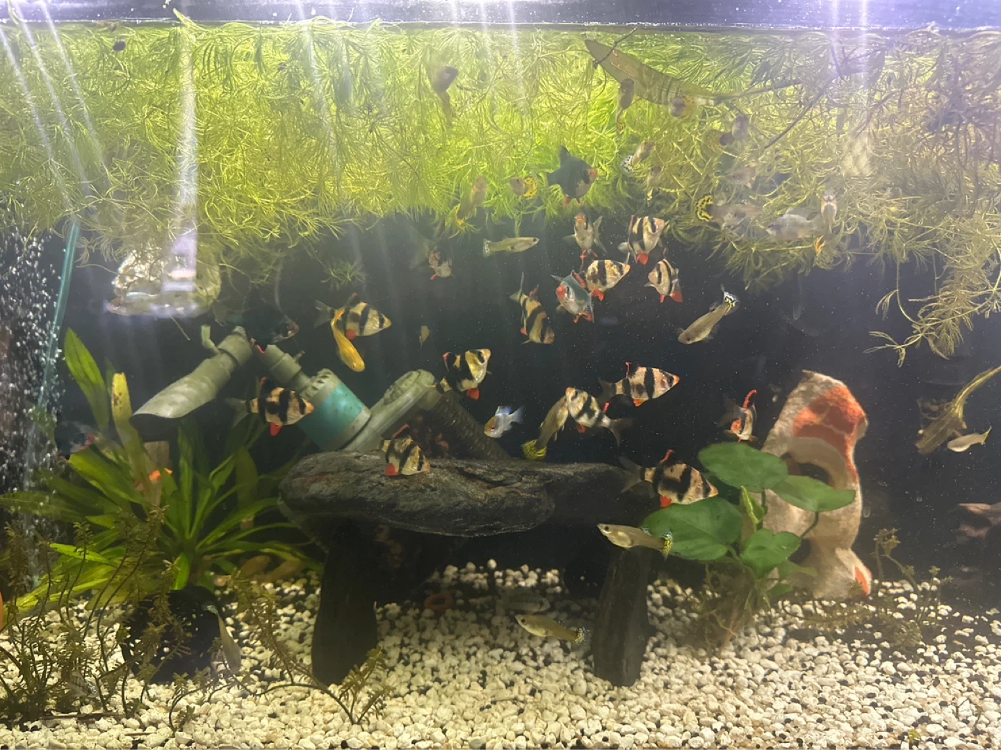 Mixed Guppies and Tiger Barbs Aquarium Fish