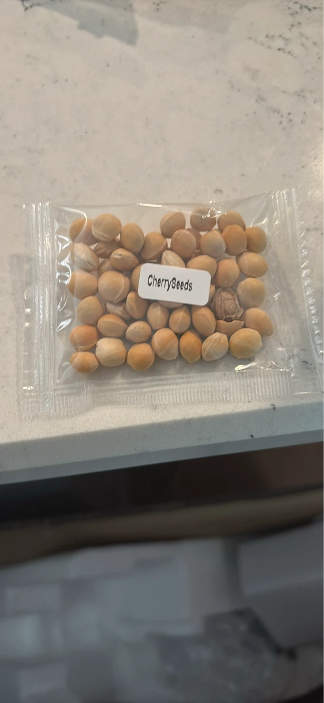 Cherry Seeds for Planting