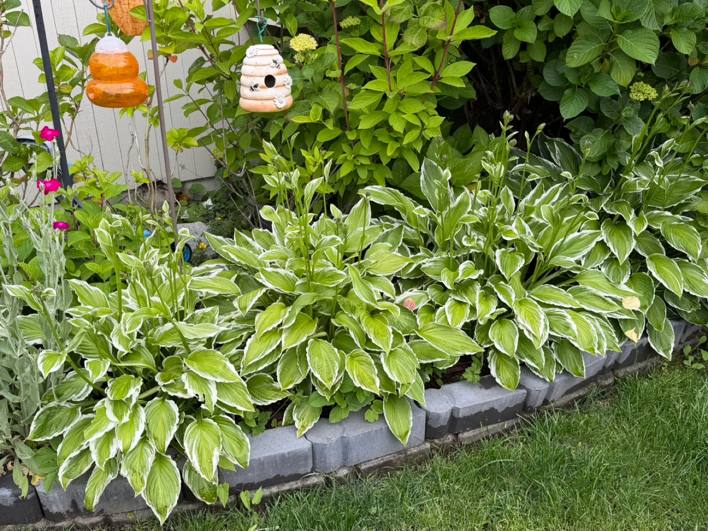 Variegated Hosta Plant - photo 4